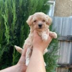 Mitra-female-Maltipoo-puppy-for-sale-1