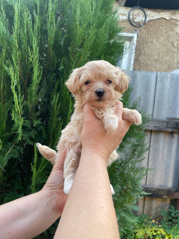 Mitra Maltipoo Mitra Maltipoo