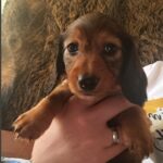 Idgie Miniature Dachshund