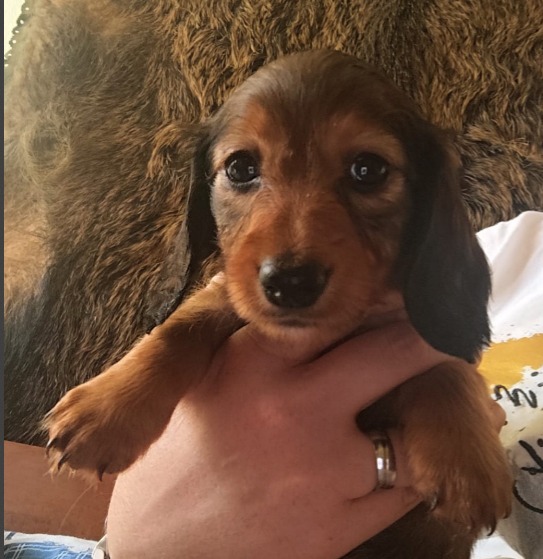 Mochi Miniature Dachshund Mochi Miniature Dachshund