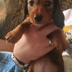 Mochi female Miniature Dachshund for sale02