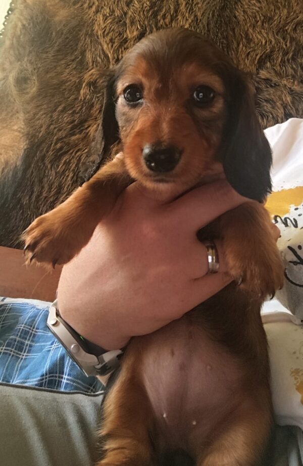 Mochi Miniature Dachshund Mochi Miniature Dachshund