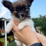 Naomi-female-Papillon-puppy-for-sale-1