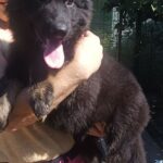 Nariel-male-German-Shepherd-puppy-for-sale-1