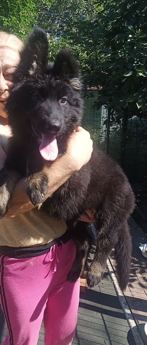 Nariel German Shepherd Nariel German Shepherd