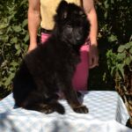 Olli German Shepherd