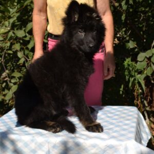 Nariel German Shepherd Nariel German Shepherd