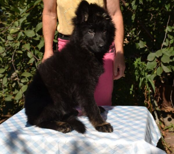 Nariel German Shepherd Nariel German Shepherd