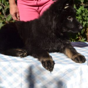 Nariel German Shepherd Nariel German Shepherd