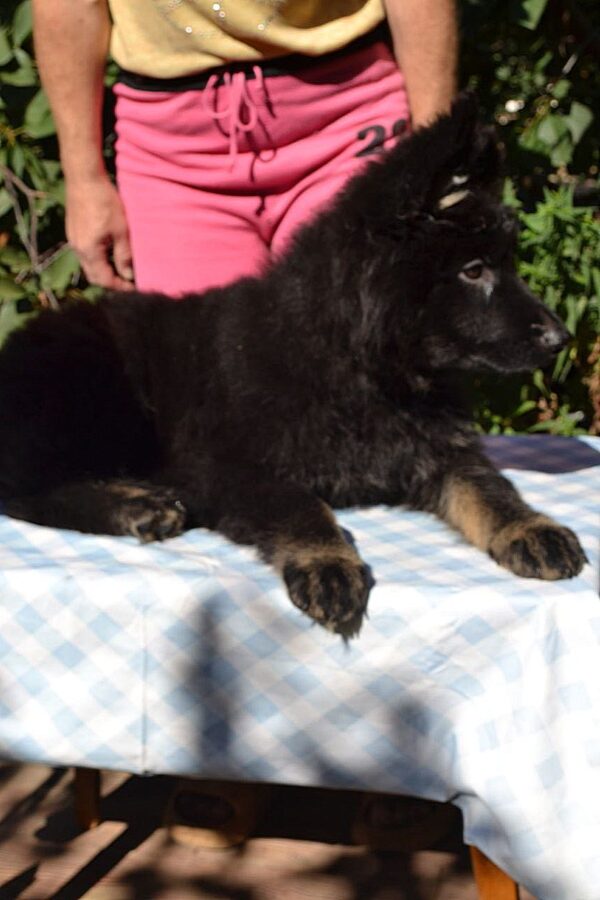 Nariel German Shepherd Nariel German Shepherd