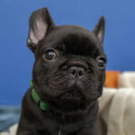 Nicolas-male-French-Bulldog-puppy-for-sale-1
