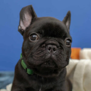 Nicolas French Bulldog