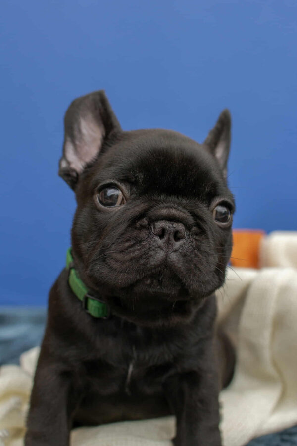 Nicolas French Bulldog Nicolas French Bulldog