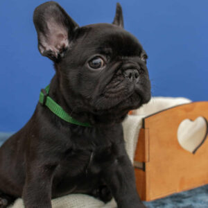 Nicolas French Bulldog