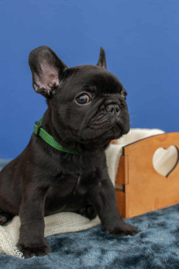 Nicolas French Bulldog Nicolas French Bulldog