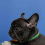 Nicolas-male-French-Bulldog-puppy-for-sale-3