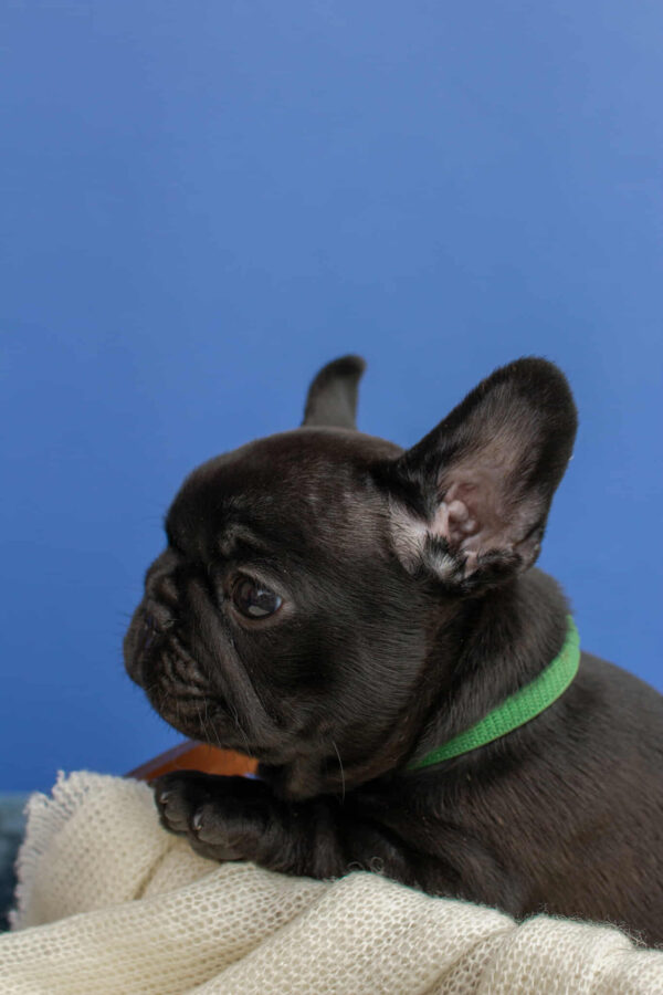 Nicolas French Bulldog Nicolas French Bulldog