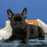 Nicolas-male-French-Bulldog-puppy-for-sale-4