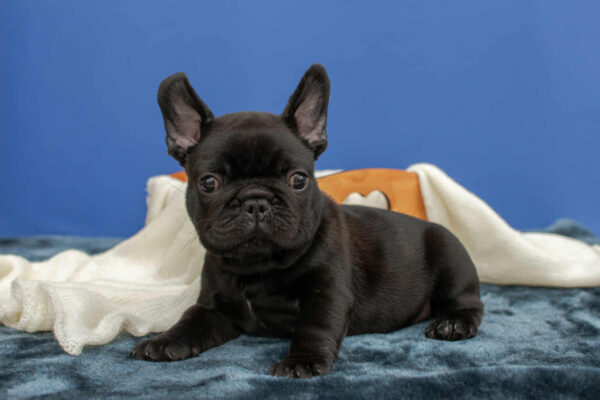 Nicolas French Bulldog Nicolas French Bulldog