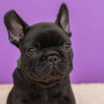 Nicolas-male-French-Bulldog-puppy-for-sale-5
