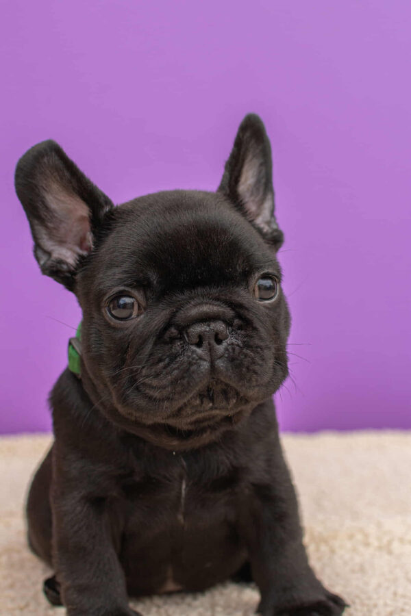 Nicolas French Bulldog Nicolas French Bulldog