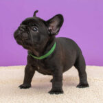 Nicolas-male-French-Bulldog-puppy-for-sale-6