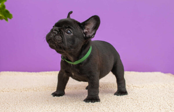 Nicolas French Bulldog Nicolas French Bulldog