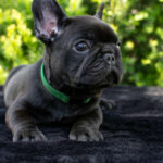Nicolas-male-French-Bulldog-puppy-for-sale-7