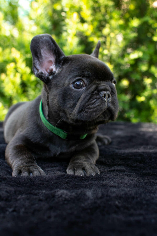Nicolas French Bulldog Nicolas French Bulldog