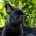 Nicolas-male-French-Bulldog-puppy-for-sale-8