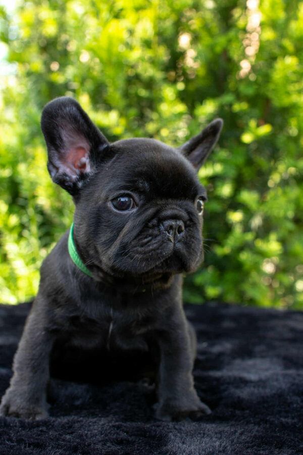Nicolas French Bulldog Nicolas French Bulldog
