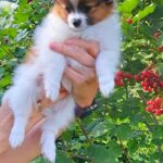 Nile-male-Papillon-puppy-for-sale-1