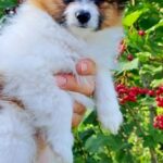 Nile-male-Papillon-puppy-for-sale-2