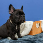 Nill-male-French-Bulldog-puppy-for-sale-1