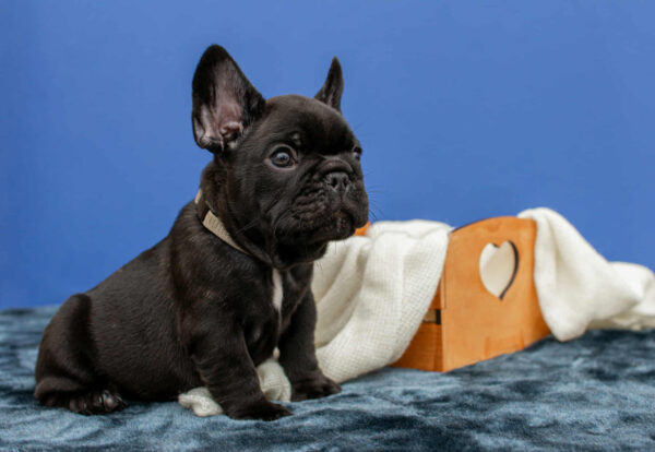 Nill French Bulldog Nill French Bulldog