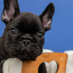 Nill-male-French-Bulldog-puppy-for-sale-2