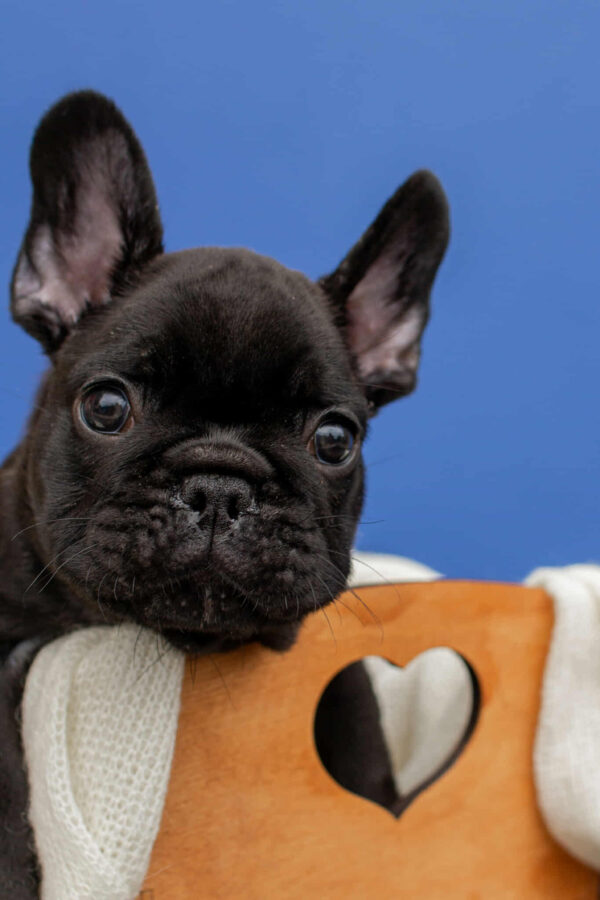 Nill French Bulldog Nill French Bulldog