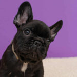 Nill-male-French-Bulldog-puppy-for-sale-3