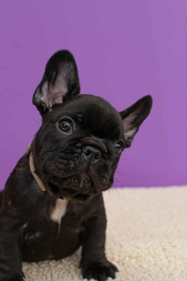 Nill French Bulldog Nill French Bulldog