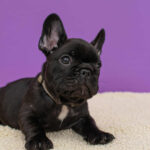 Nill-male-French-Bulldog-puppy-for-sale-4