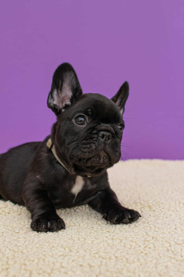 Nill French Bulldog Nill French Bulldog