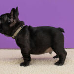 Nill-male-French-Bulldog-puppy-for-sale-5