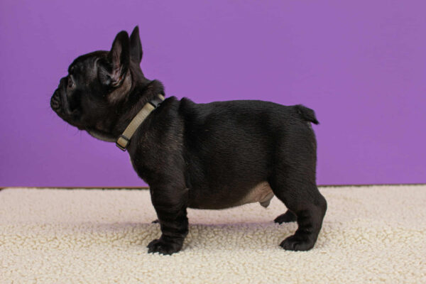 Nill French Bulldog Nill French Bulldog