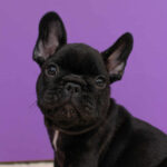Nill-male-French-Bulldog-puppy-for-sale-6