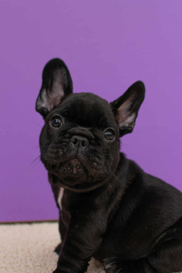 Nill French Bulldog Nill French Bulldog