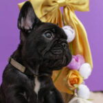 Nill-male-French-Bulldog-puppy-for-sale-7
