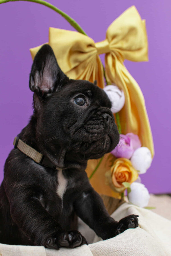Nill French Bulldog Nill French Bulldog