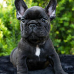 Emily French Bulldog