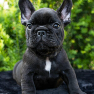 Nill French Bulldog