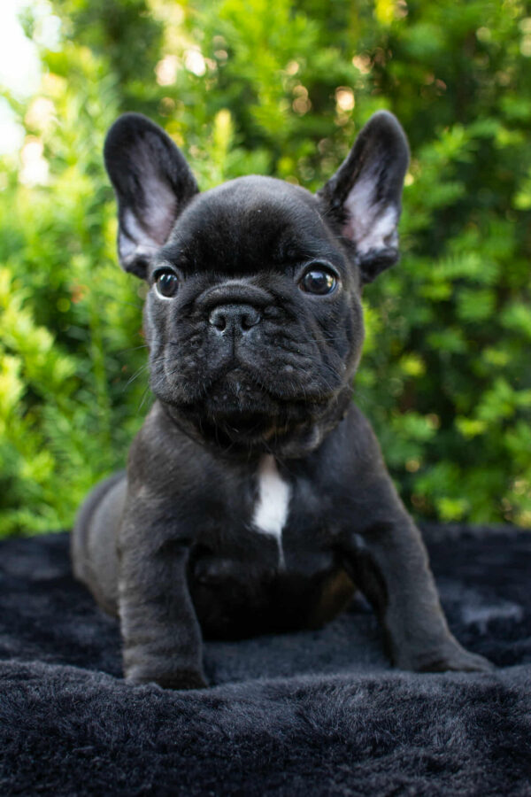 Nill French Bulldog Nill French Bulldog